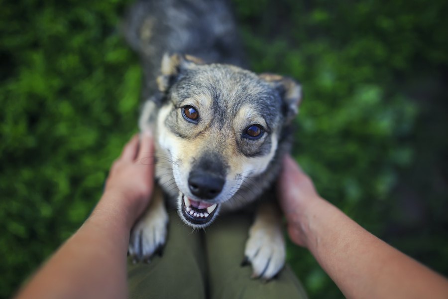 犬が飛びつく時の理由は？初対面の人や飼い主・しつけの方法