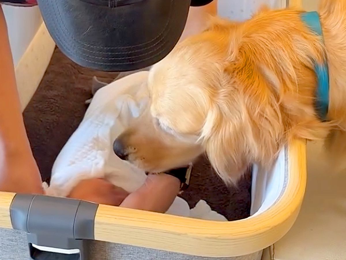 『産まれたての赤ちゃん』を家に連れて帰ったら、すぐに大型犬が出迎えて…優しさ100％で接する光景が19万再生「寄り添ってる」「最高の兄」