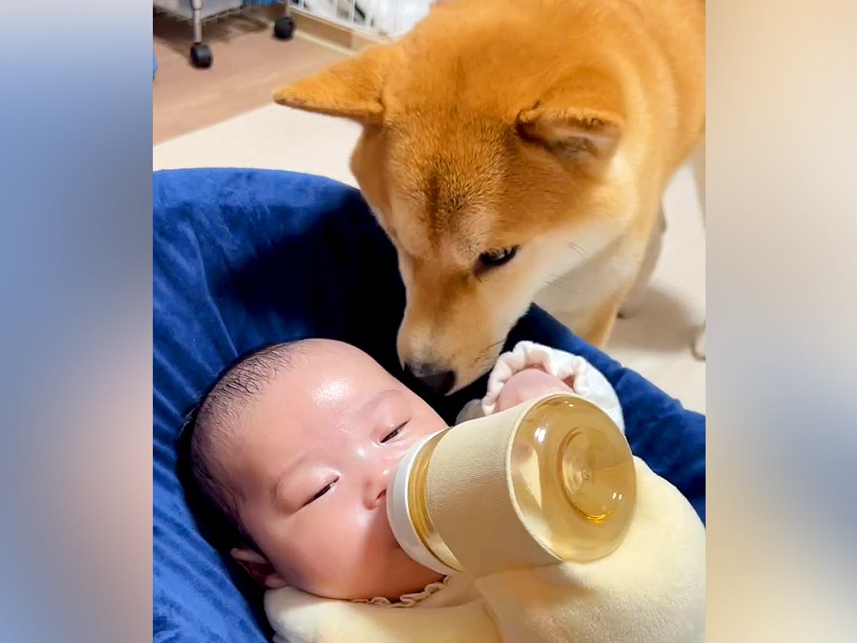 『赤ちゃんが生まれた』最初は戸惑っていた犬→共に生活するうちに…優しい世界すぎる『関係性の変化』が179万再生「立派なベビーシッター」