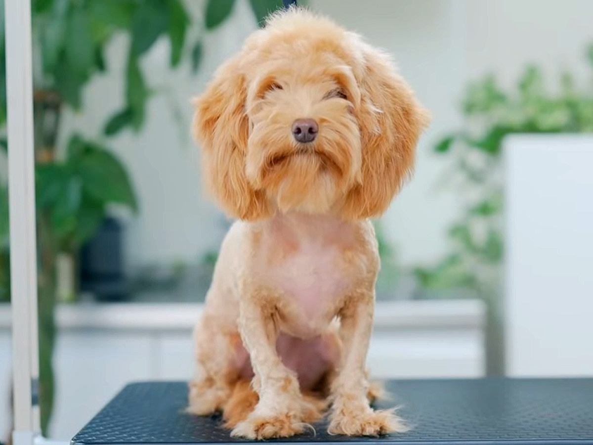 もじゃもじゃ犬をトリミング→顔に差し掛かった途端…180度印象が変わる『衝撃のビフォアフ』に「斬新と思ってたらｗ」「可愛すぎ」の声