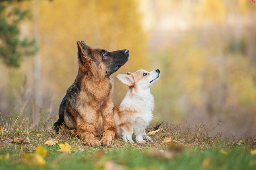 季節の変わり目は犬も体調を崩しやすい？！元気に過ごしてもらうための対策４選