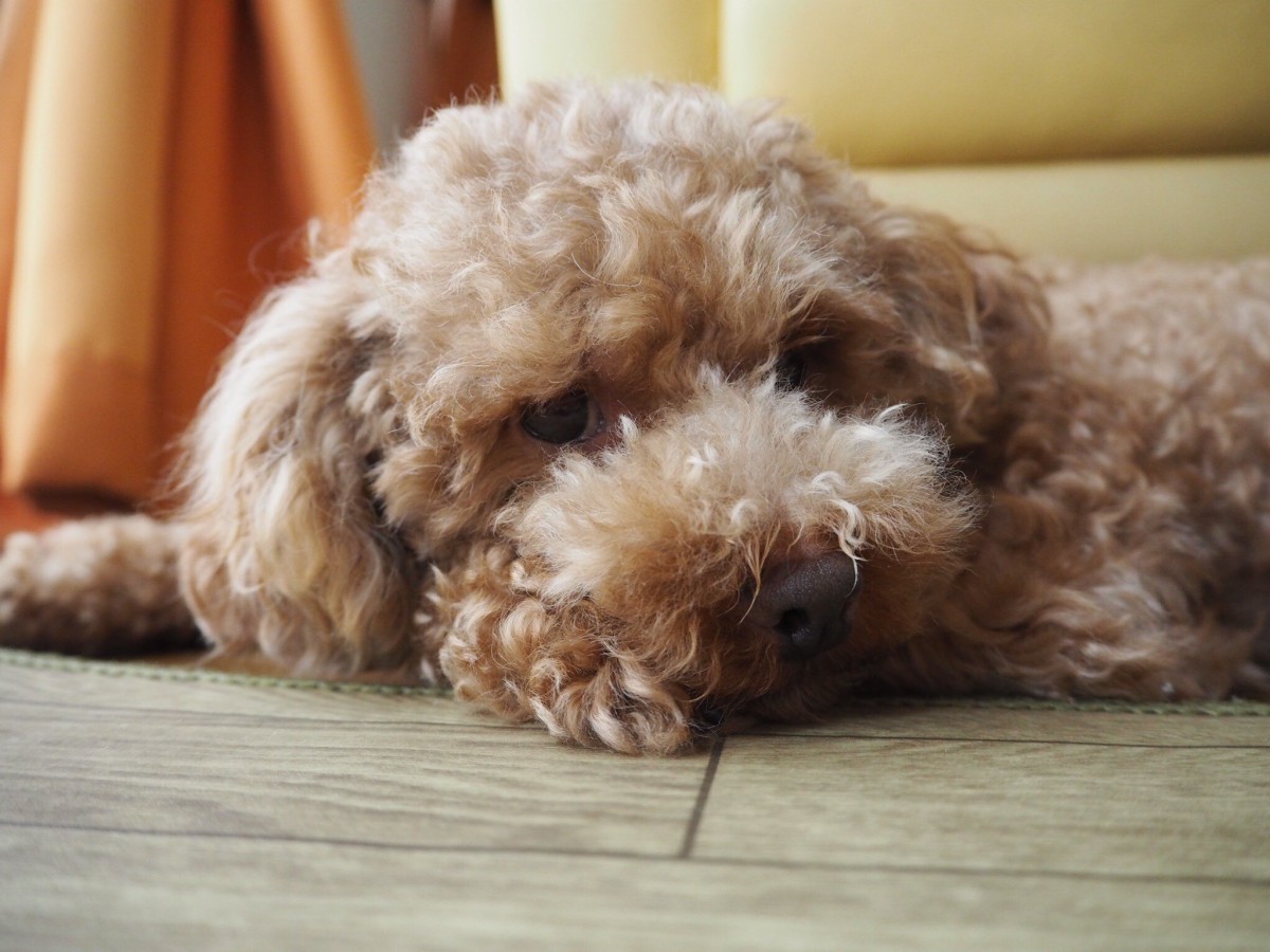 「どうせ僕なんて…」犬がいじけている時の仕草や行動５つ