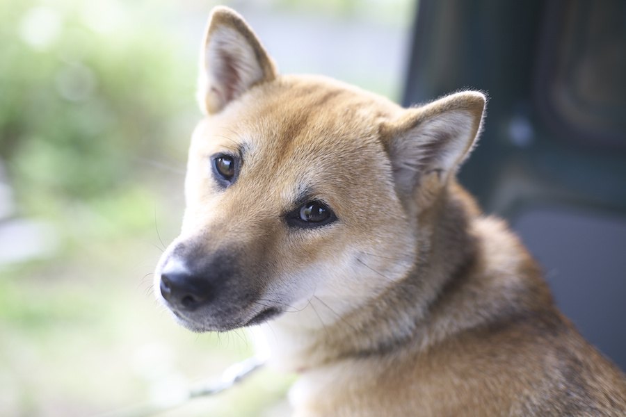 犬はどうやって自分の名前を理解しているの？