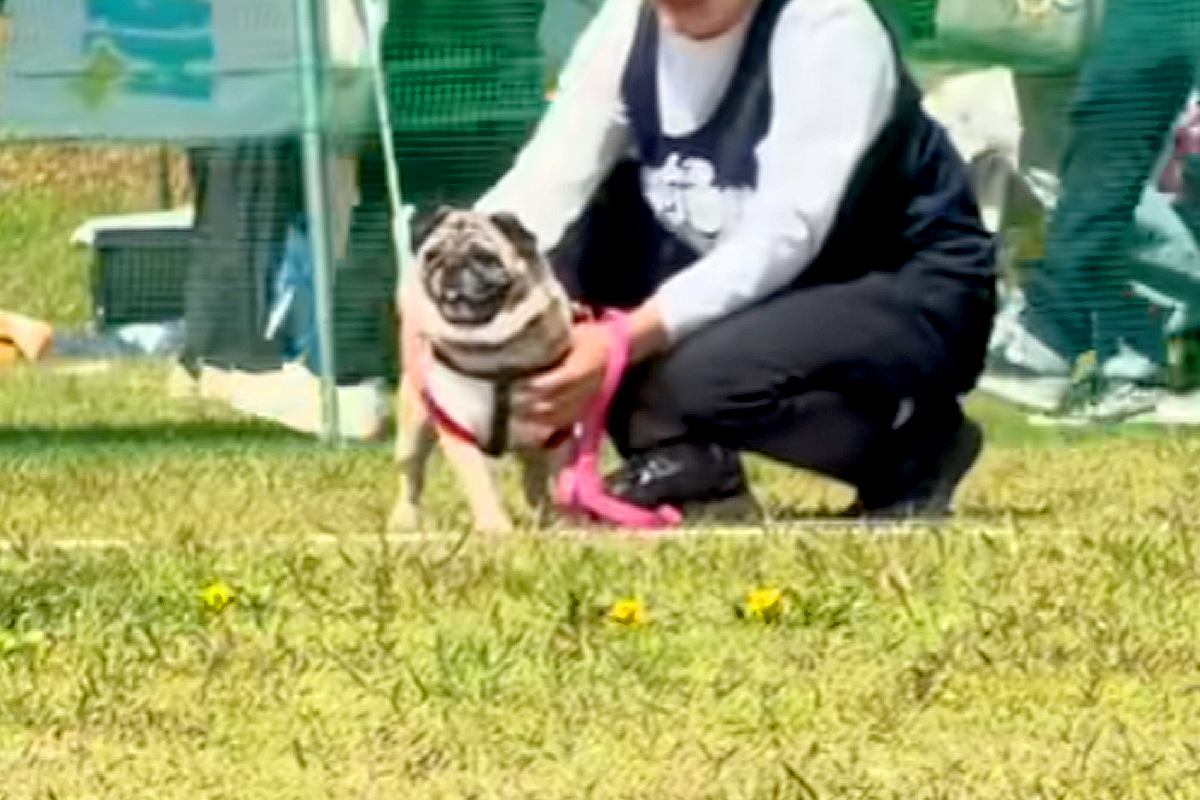 遠くにいる犬と飼い主→『一目散に駆け寄ってきてくれる』と思ったら…あまりにも豪快な『勘違い』が27万再生「期待裏切らないｗ」「愛おしい」