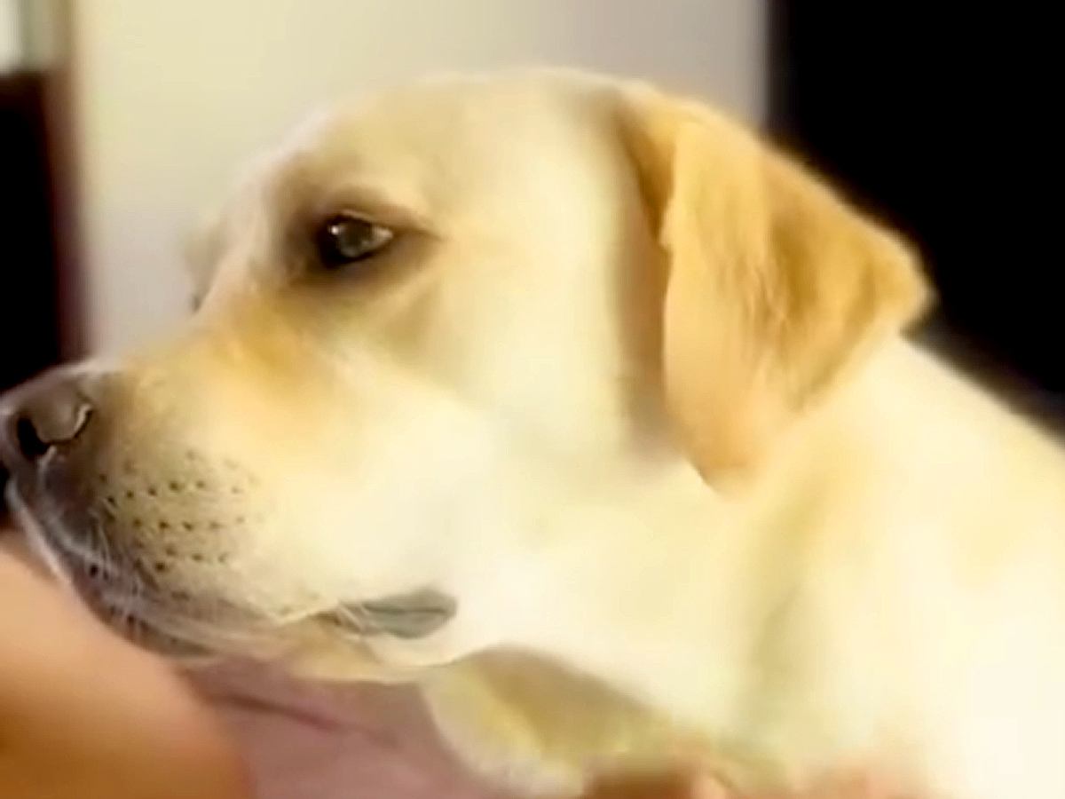 甘えてくる大型犬をなでなで→なぜか『足』が…まるでスイッチが入ったかのような『個性的な行動』が11万再生「動きｗｗ」「謎だけど可愛い」