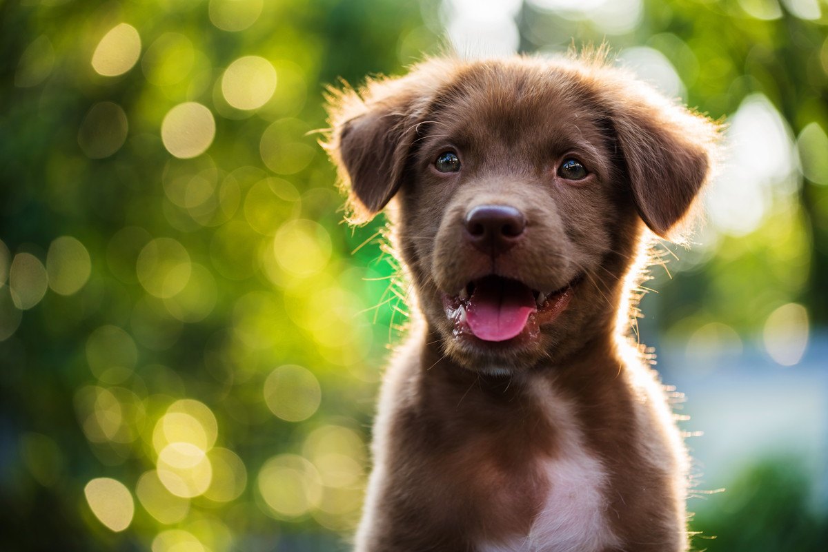 犬の幸せを考えた『暮らしのコツ』4選