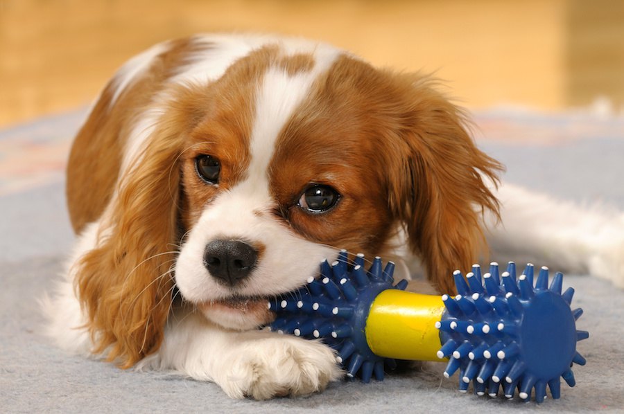 犬が一人遊びしているときの行動５つ