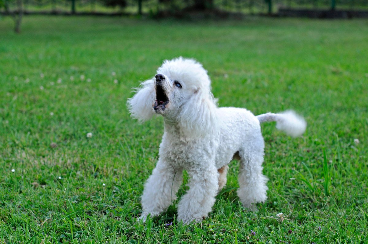 犬が反抗期の時にする行動や態度4選！それぞれに合った対処法とは？