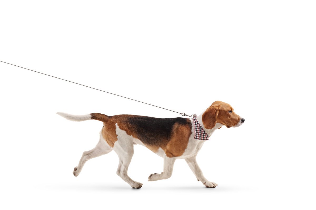 犬が『スキップ』をしているように歩く理由とは？今すぐに受診が必要な状態まで解説