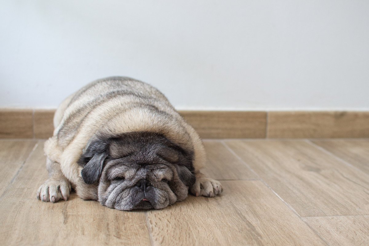 犬が『肥満』になる飼い主の絶対NG行為4選　理想的な体型とは？太らせすぎるリスクまで
