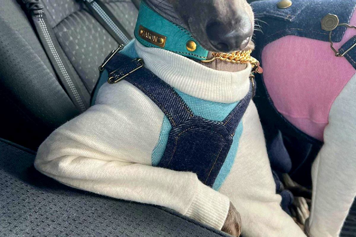 車で犬と一緒にドライブ→ふと『助手席』を見てみたら…人間過ぎる『まさかの態度』に爆笑「社長みたいで草」「イケメン」「いっちょ前ｗｗ」