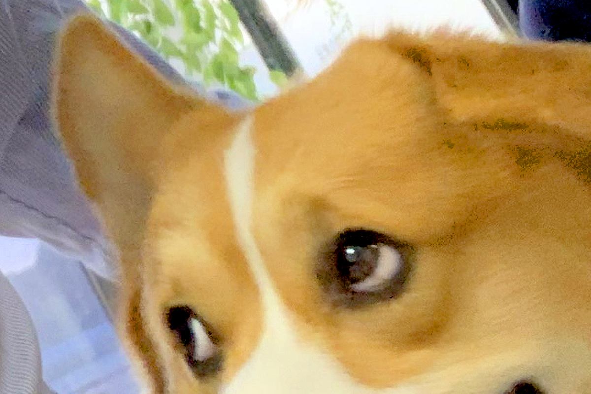 犬の誕生日だったので『一緒に自撮り』をしてみた結果→『可愛く撮れるかな』と思ったら…まさかの表情に4万いいね「傑作ｗ」「すごい顔で草」