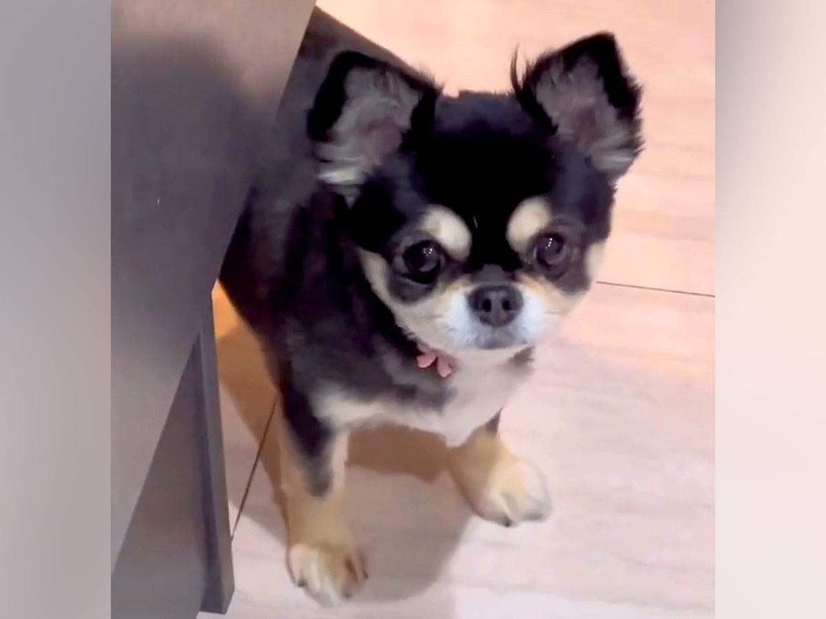 家事をしていたら、寂しがり屋な犬が…構ってもらえなくて見せた『予想外の解決方法』が17万再生「笑ったｗ」「抱きしめたくなる」と絶賛