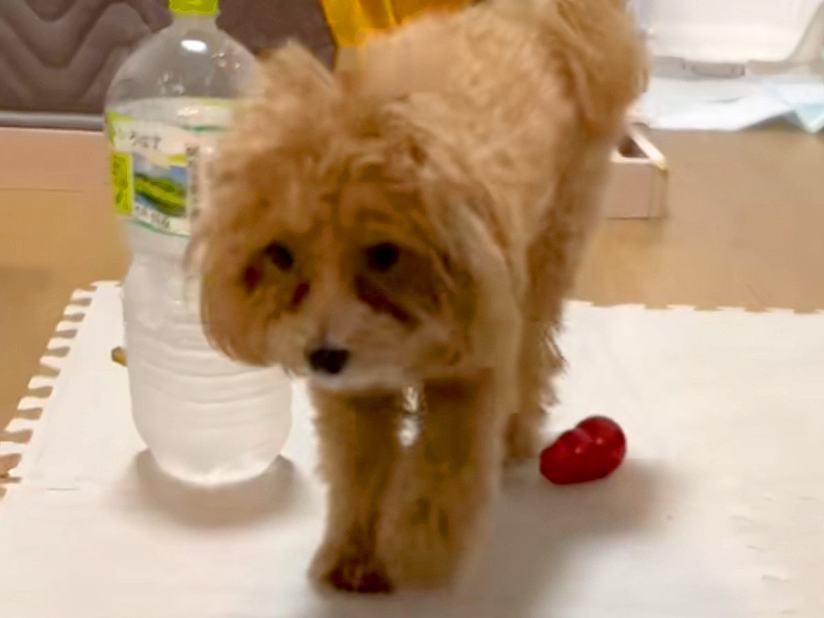 足をあげて歩く犬→心配で病院に行ったら…獣医師に告げられた『衝撃の診断結果』に爆笑「名演技ｗ」「かまってちゃん」と52万再生の反響