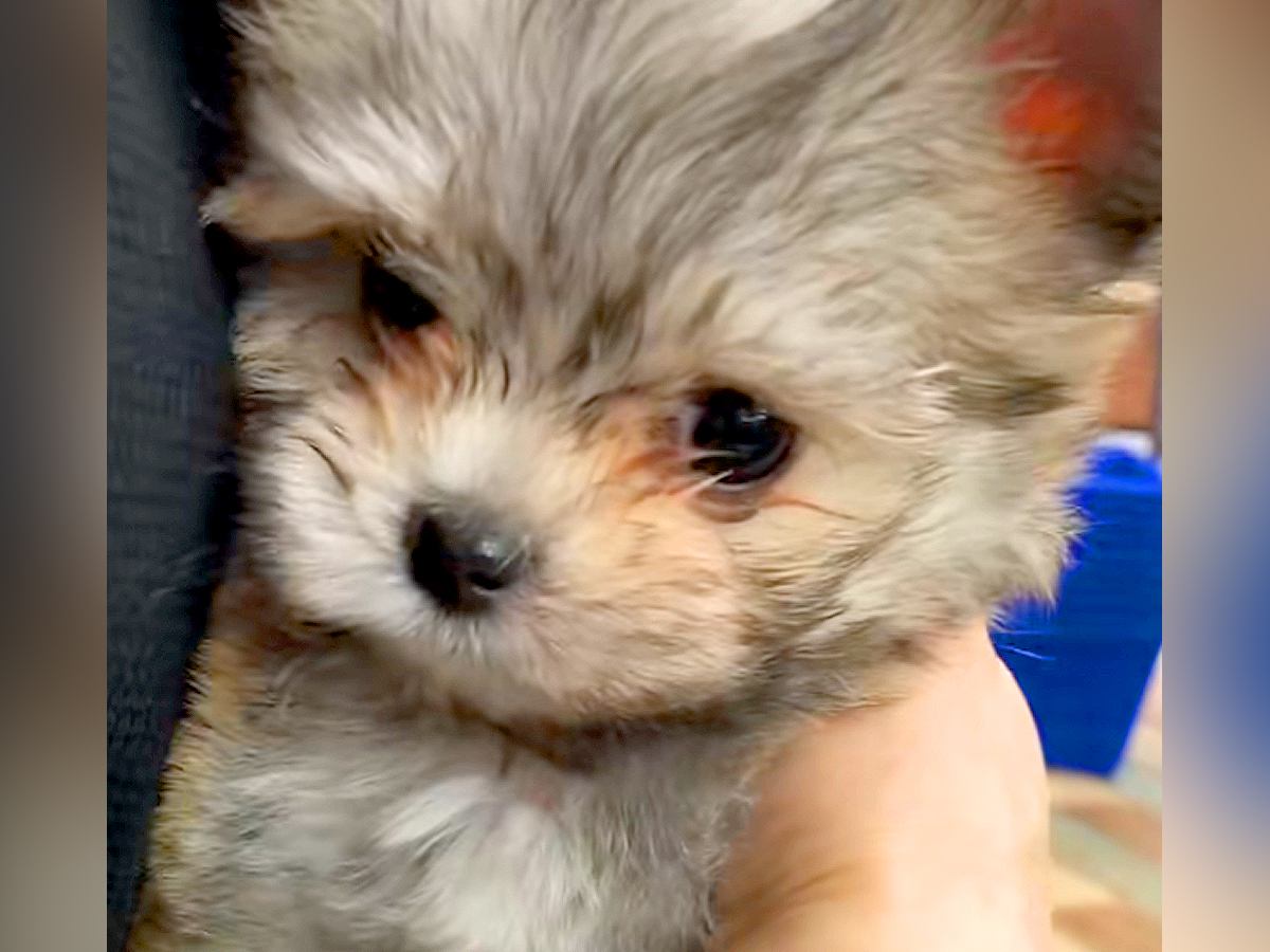 『茶色っぽいフワフワの赤ちゃん犬』を初めてトリミングした結果…もはや別の犬種？毛色が変わり過ぎた光景に「不思議」「可愛すぎ」の声