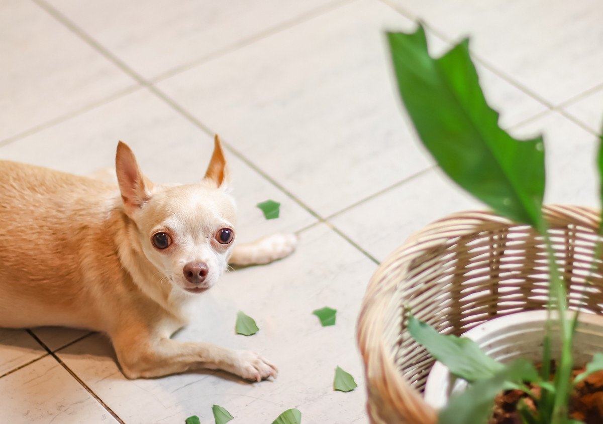 愛犬にイライラしてしまっても絶対してはいけないNG行為5選