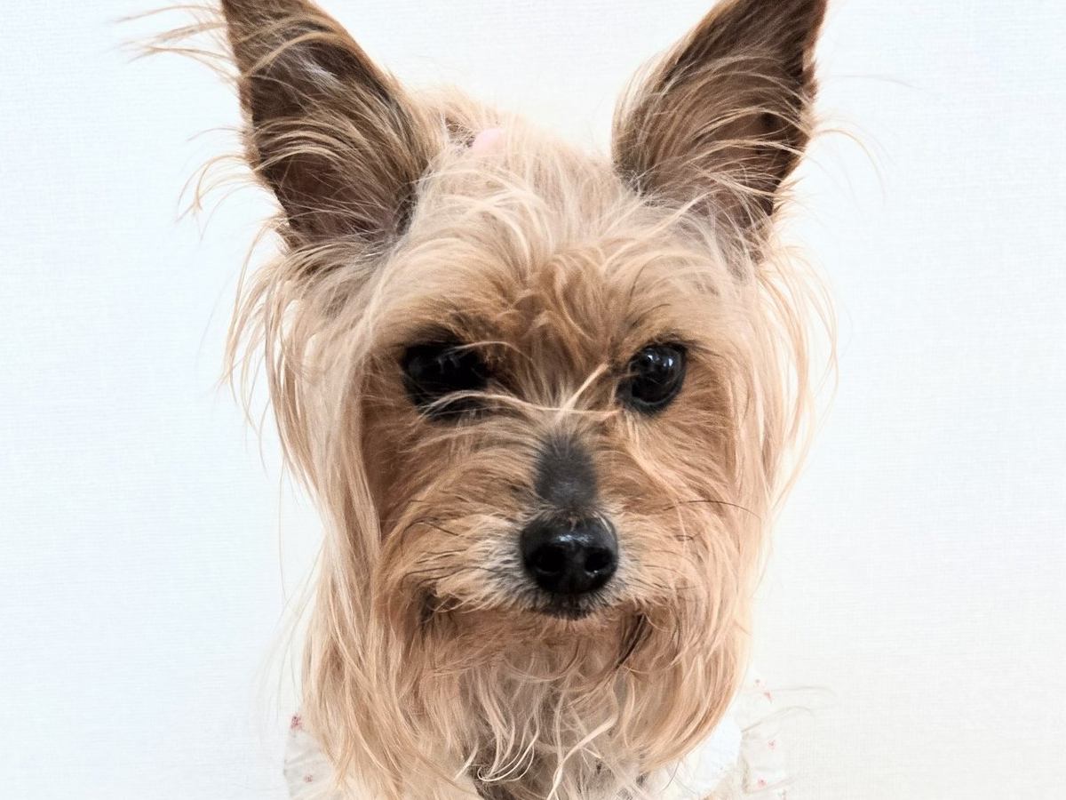 怪しげな店で売れ残っていた犬→繁殖犬になる直前に即決で連れて帰った結果…『10年後の光景』に「優しい飼い主さん」「幸せ伝わる」の声