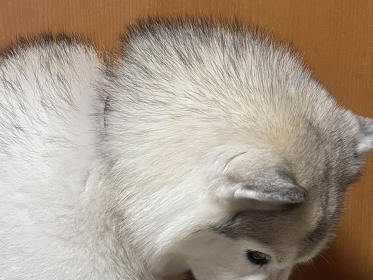 ワクチン接種のために注射をしたハスキー犬→帰宅後にみせた『まさかの落ち込み具合』に3万いいね「予想より落ち込んでたｗ」「めちゃ可愛い」