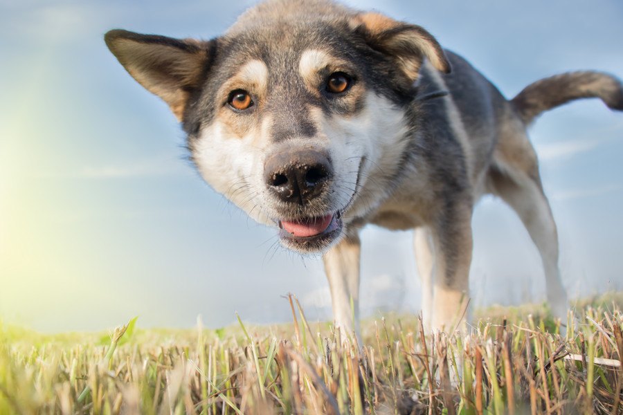 『犬が見てる世界』ってどんな景色？人間とはどう違うの？