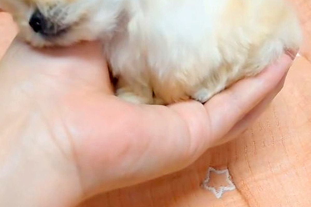 『極小の赤ちゃん犬』がお腹いっぱいになった結果→手のひらに乗せると…とんでもなく尊い『サイズと表情』が44万再生「天使」「おもちゃみたい」