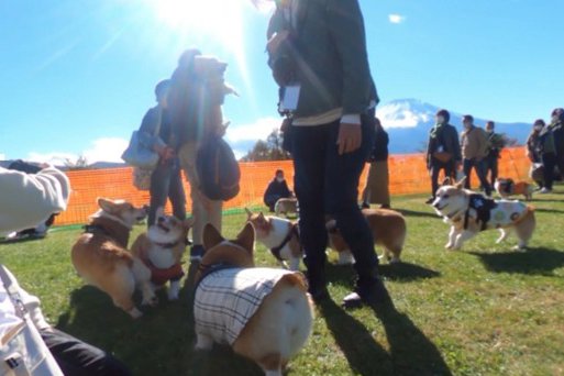 飼い主を間違えたコーギーの反応が可愛い♡多幸感に満ちたコーギー祭に卒倒者続出「何この楽園！」「癒しをありがとう」