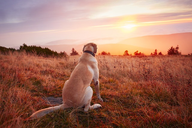 犬には景色がどう見えている？