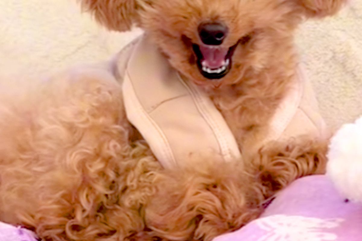 『お仕事行ってくるね』と犬に伝えた結果→『寂しがるかな』と思ったら…理想とはかけ離れた『態度』が10万再生「クワッて顔ｗｗ」「最高」