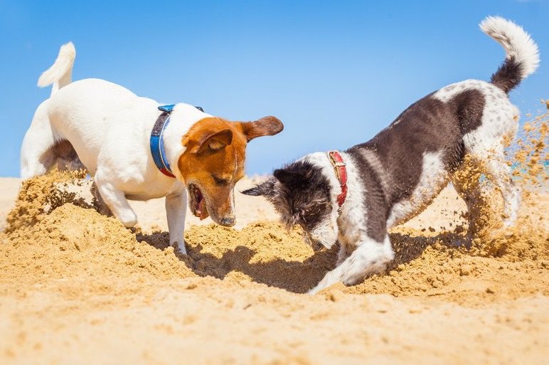 犬が穴掘りするのはなぜ？理由と行動の意味、対処方法について解説