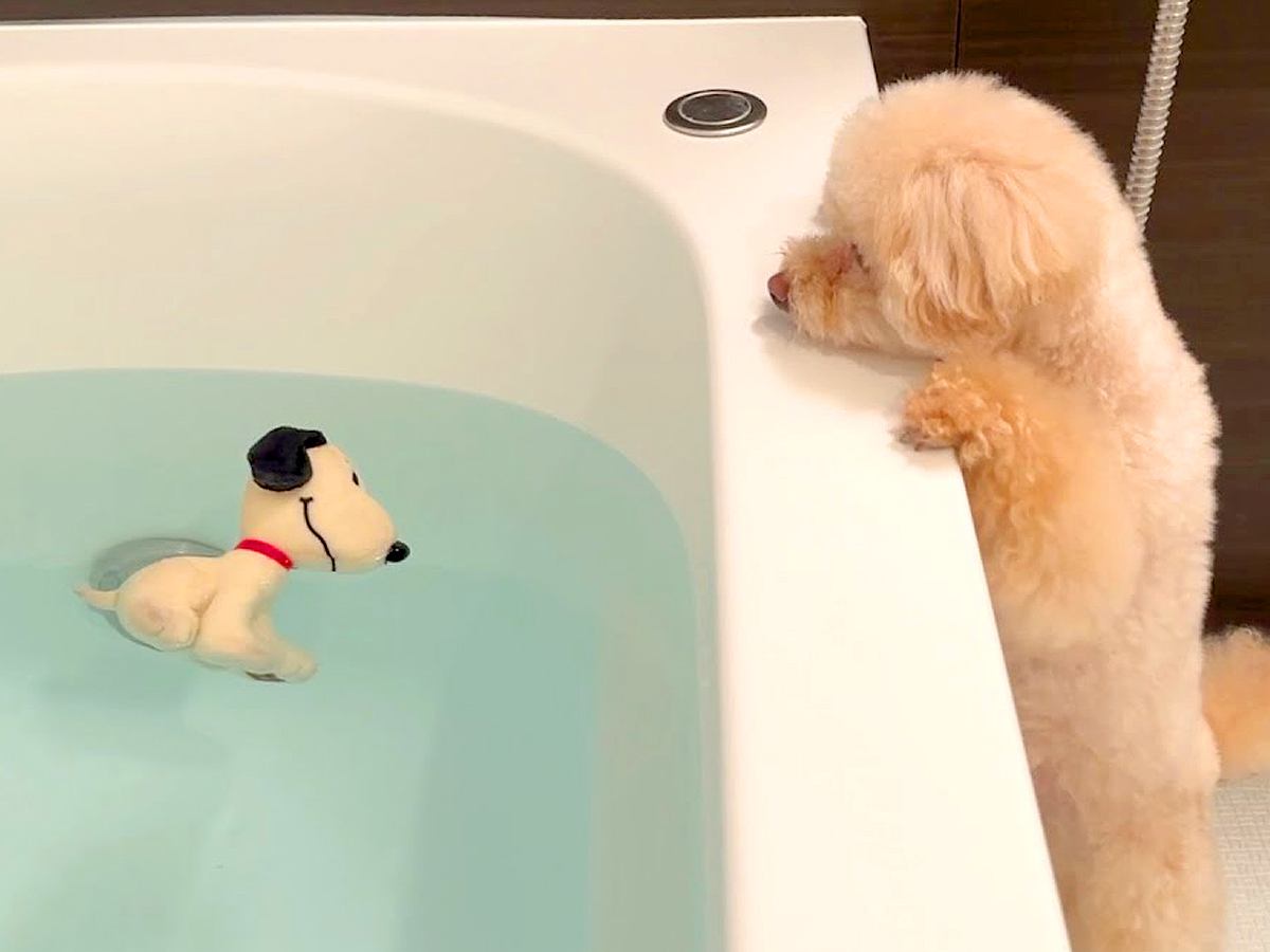 犬のおもちゃが汚れてきたので、洗おうとした結果…想像以上だった『ぬいぐるみを心配する光景』が10万再生「愛を感じる」「大切な存在」