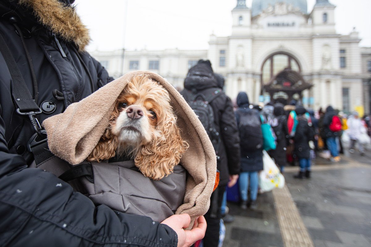 災害時に犬の命を守る『5つの備え』必ず持っておくべきアイテムや知識とは？