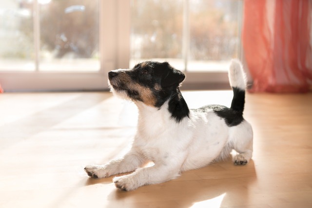 犬が同じ行動を繰り返してしまう理由と対処法