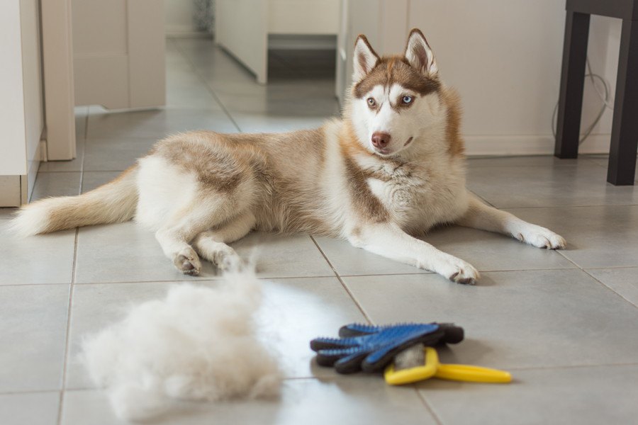 犬の抜け毛が流出した油を吸収、犬の毛の驚きの使い道とは？