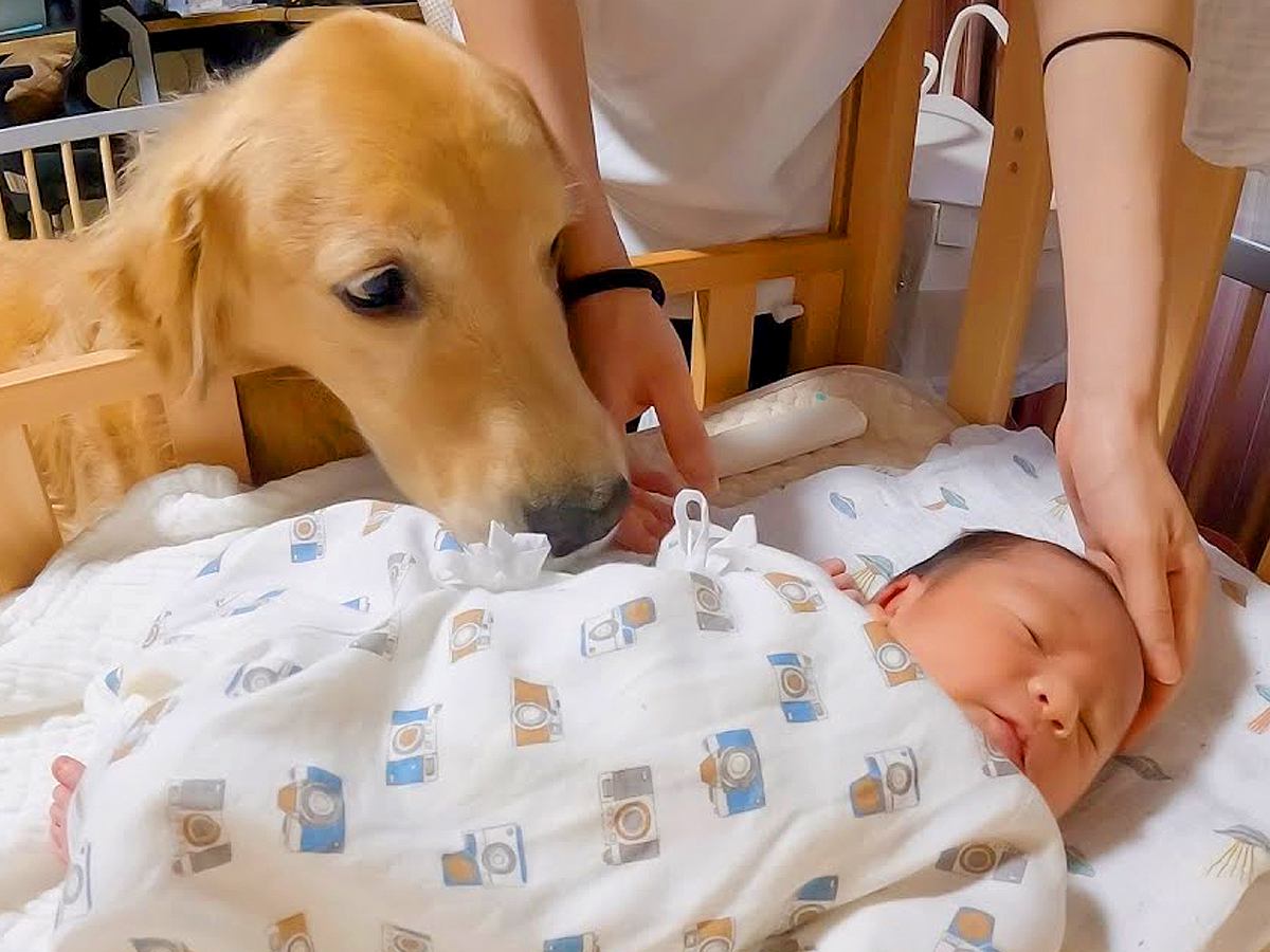 生まれたての赤ちゃんと初めて会った2匹の大型犬…愛おしすぎる『優しいリアクション』が410万再生「多幸感溢れてる」「涙出てきた」と絶賛