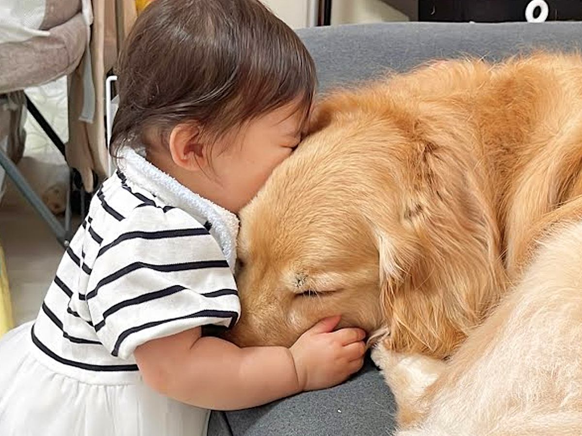 大型犬と一緒に暮らす１歳の女の子→『大好き』が溢れすぎて…泣けるほど尊い『熱烈な愛情表現』が66万再生「優しい世界」「癒される」と悶絶