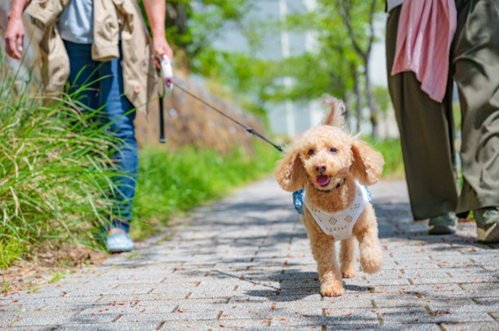 犬が事故に遭う『NG散歩方法』5選　不慮の事故を未然に防ぐための対策とは？