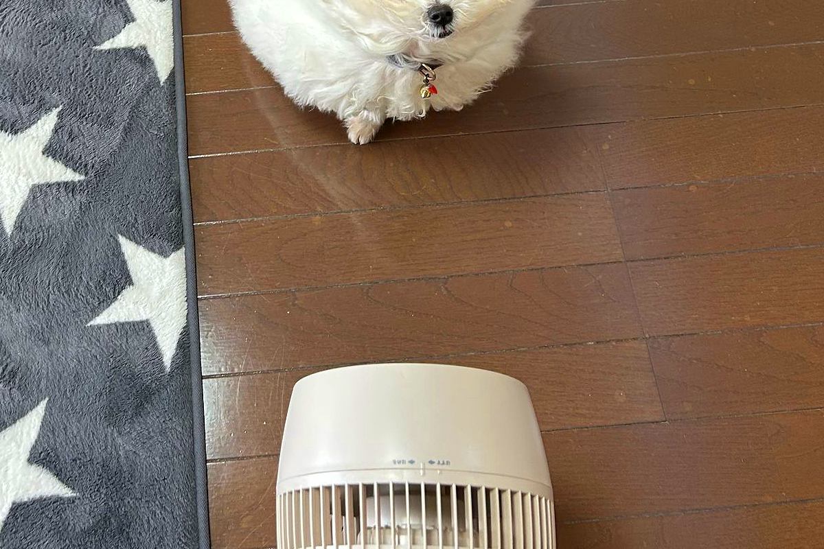 暑くなってきたので、扇風機を出したら→犬が興味津々でやってきて…まさかの『原型がない光景』に3万いいね「お月様ｗ」「顔が食べられてて草」
