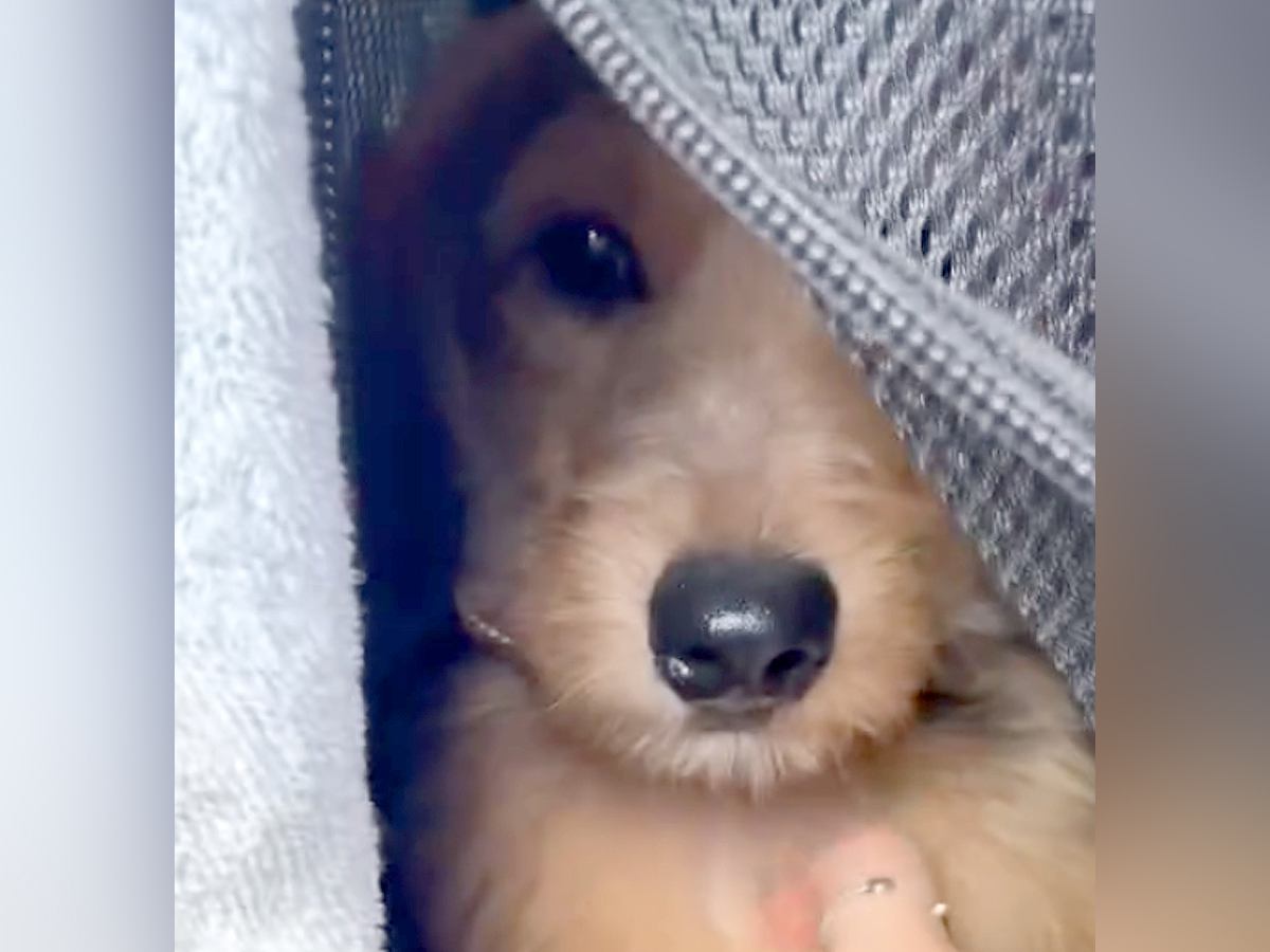不安そうな表情をしている『臆病な保護犬』をお迎えした結果…7ヵ月後の『素敵すぎるビフォーアフター』に「幸せ与えてくれる」の声