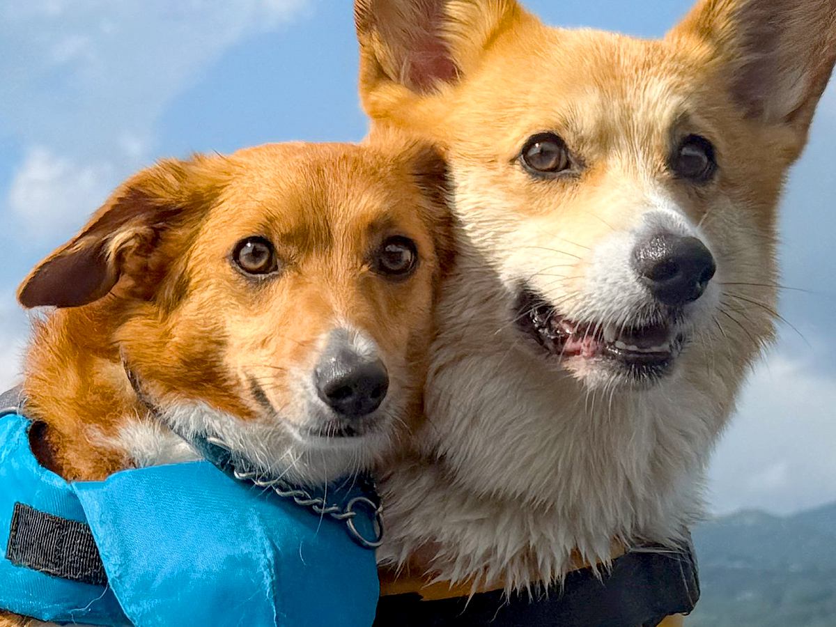 『2匹の犬が仲良くくっついている』と思ったら…想像もしなかった『まさかの展開』に4万いいね「押すなよ…押すなよｗｗ」「可愛すぎ」と爆笑