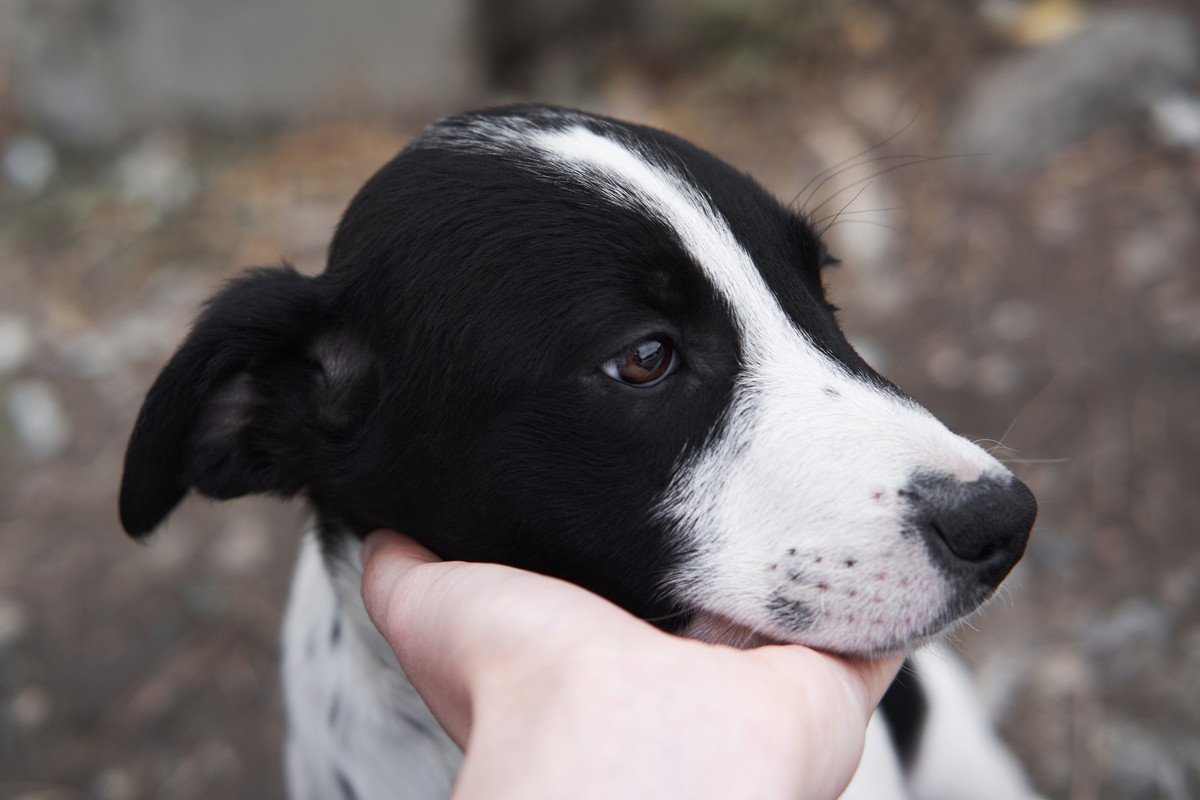 犬が『触らないでほしい』と伝えている時のサイン8選