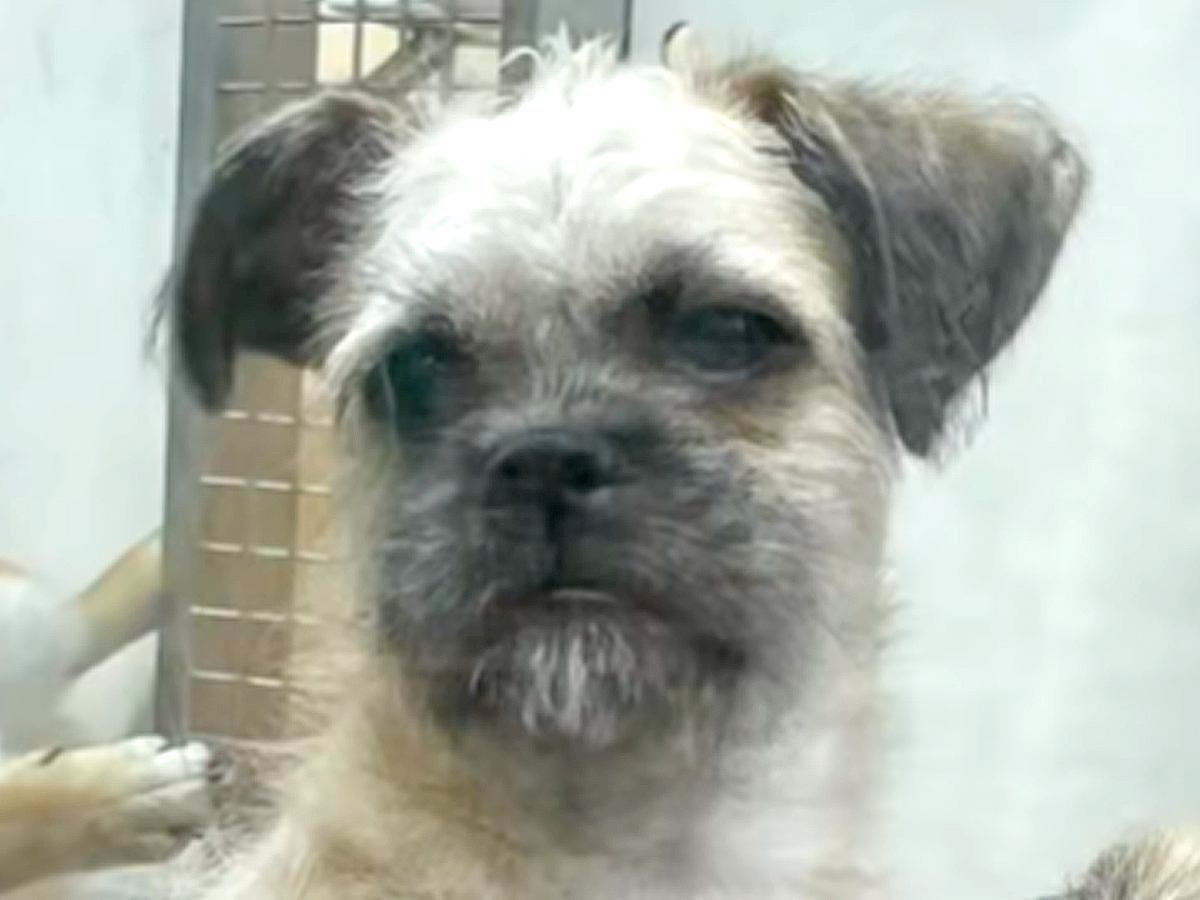 生後9ヶ月になっても売れ残っていた犬→家に迎えると決めた結果…泣けるほど素敵な『3歳になった光景』に感動「表情がとてもいい」「涙出た」