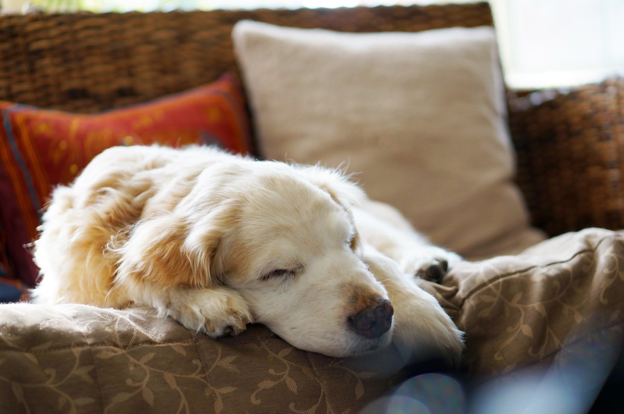 犬の睡眠時間が長すぎるときに考えられること