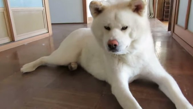 ここ涼しいじゃん！廊下のヒンヤリに気がついた秋田犬が可愛い♡