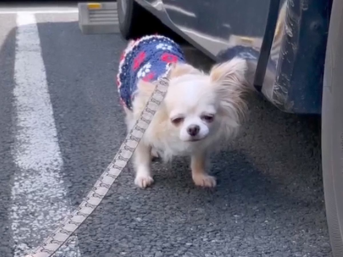 『おやつの食べ方すらわからない…』元繁殖犬と一緒に暮らして6ヵ月…感動的な『現在の姿』が50万再生「涙止まらん」「表情が全然違う」