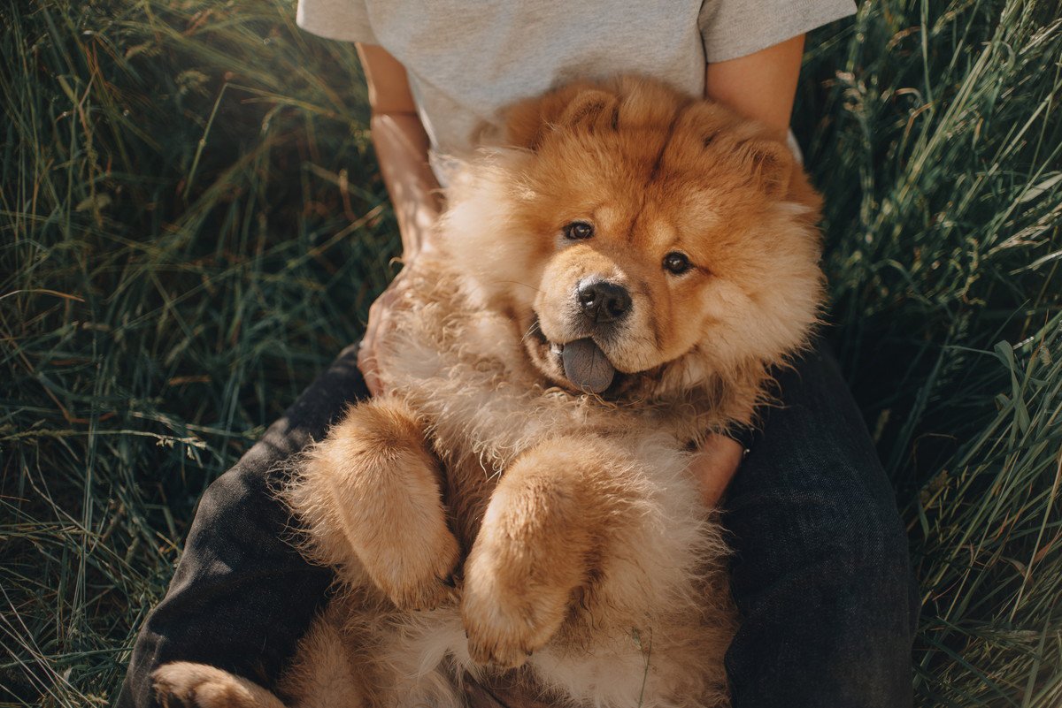 『動じない』という言葉が似合う犬種3選！飼い主を困らせるほどマイペースな性格を持つ犬種をご紹介！