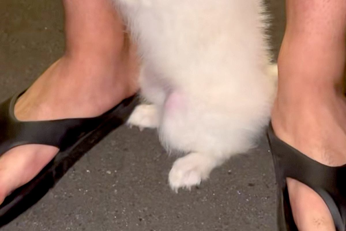 赤ちゃん犬が『生まれて初めてお散歩をした』結果→怖くなって、おててを…とんでもなく尊い『行動と表情』が92万再生「守りたい」「出勤前の俺」