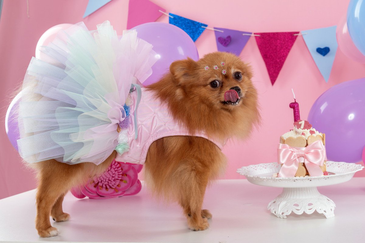 愛犬にとっては意味のない『4つの贅沢』　満足するのは飼い主だけかも？愛犬が望んでいることとは