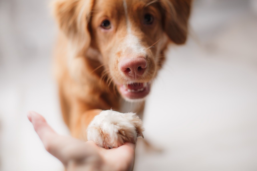 なぜ犬は泣いている人を慰めるの？