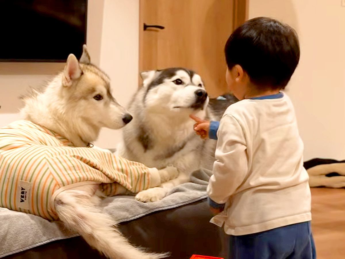 喧嘩中の大型犬たち→1歳の男の子が勇気を出して『ケンカはダメ！』と伝えた結果…応援したくなる光景が16万再生「頼もしい」「みんな可愛い」