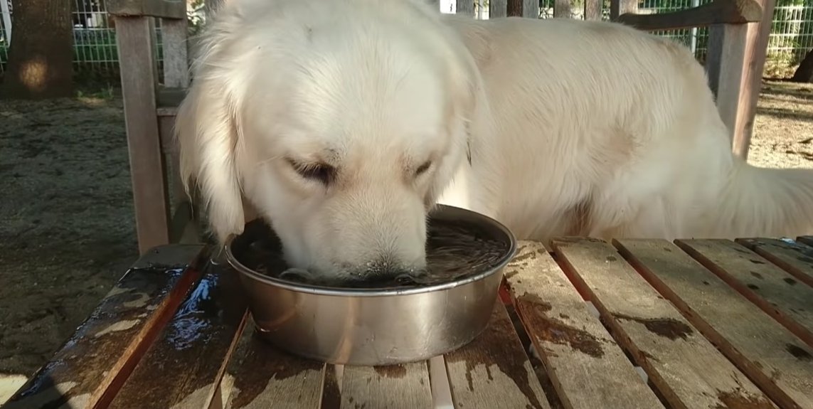 『今変なことしなかった？』水の飲み方がクセ強すぎる大型犬が話題に「溺れてて笑ったｗ」「ブクブクしてるの可愛すぎる」