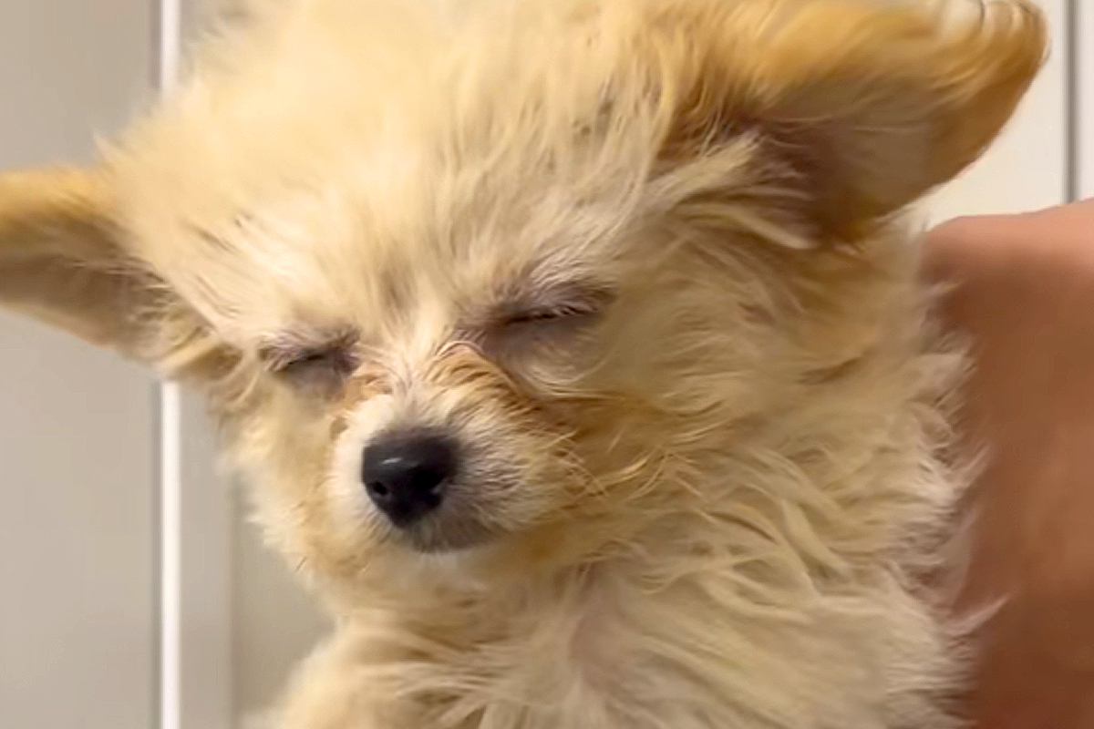 『犬が暑そう』と思ったので、扇風機の風を当ててあげた結果…あまりにも愛おしい光景が31万再生「泳いでる？ｗ」「歩いてると思ってそう」